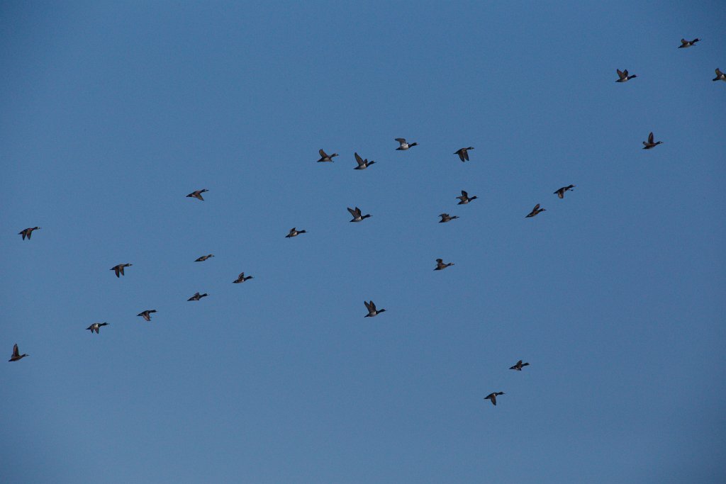 Ring-necked Ducks 2016-02-13.jpg